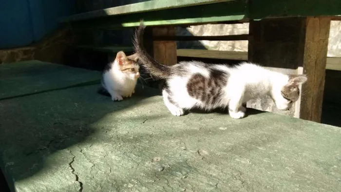 Gato raça Virá lata idade Abaixo de 2 meses nome Fritz e frida