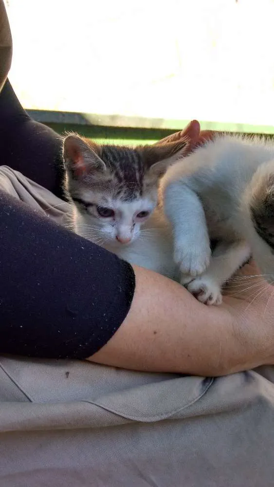 Gato raça Virá lata idade Abaixo de 2 meses nome Fritz e frida