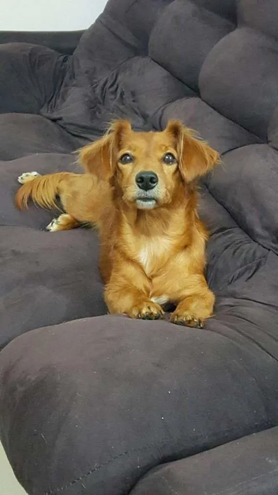 Cachorro ra a daschund idade 3 anos nome Nina