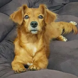 Cachorro raça daschund idade 3 anos nome Nina