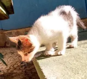 Gato raça Virá lata idade Abaixo de 2 meses nome Fritz e frida