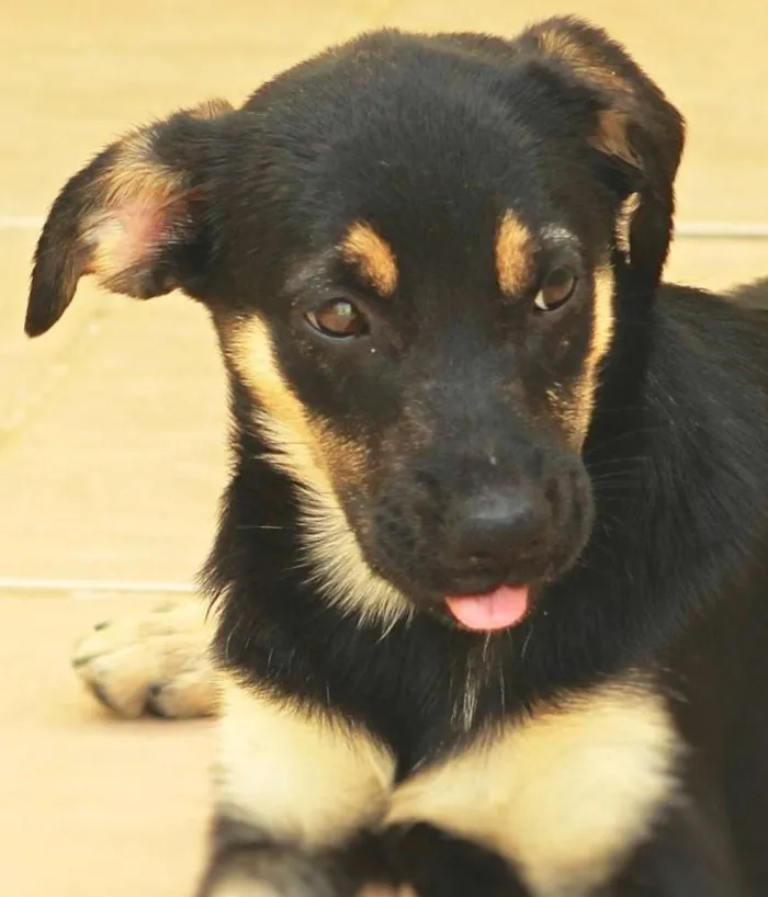 Cachorro ra a  idade 2 a 6 meses nome Morgana Filhote