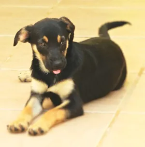 Cachorro raça  idade 2 a 6 meses nome Morgana Filhote