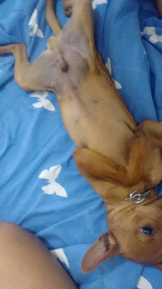 Cachorro raça Pincher idade 7 a 11 meses nome Marley