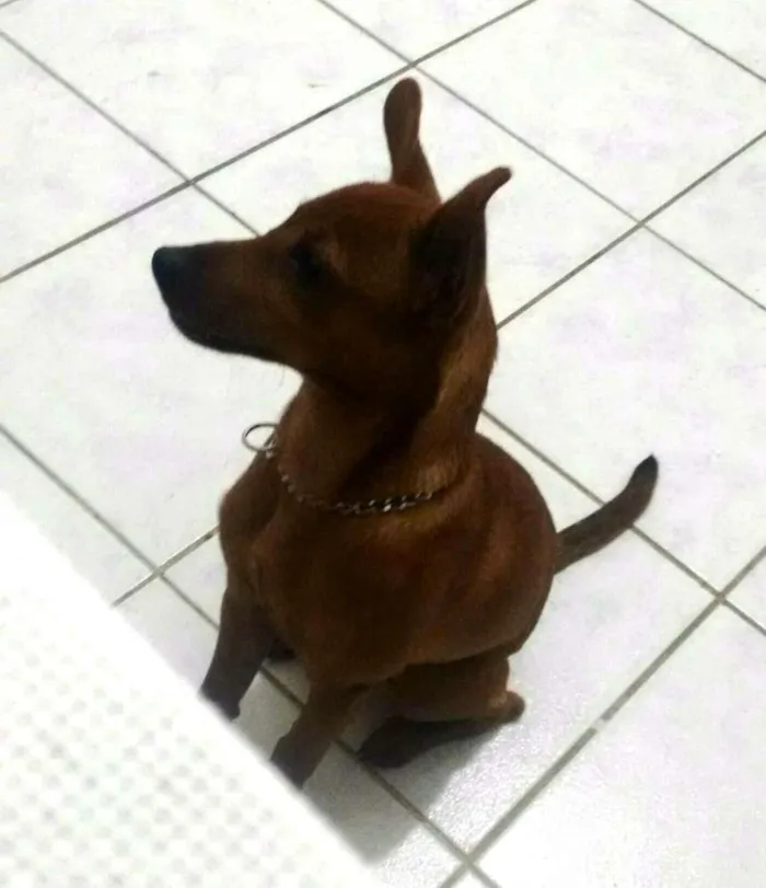 Cachorro raça Pincher idade 7 a 11 meses nome Marley