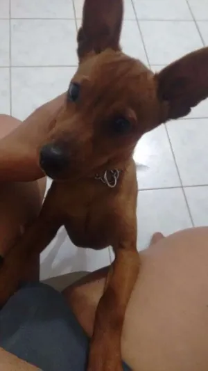 Cachorro raça Pincher idade 7 a 11 meses nome Marley