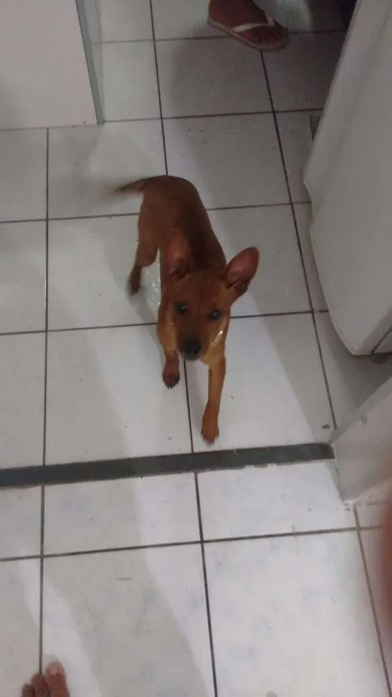 Cachorro raça Pincher idade 7 a 11 meses nome Marley
