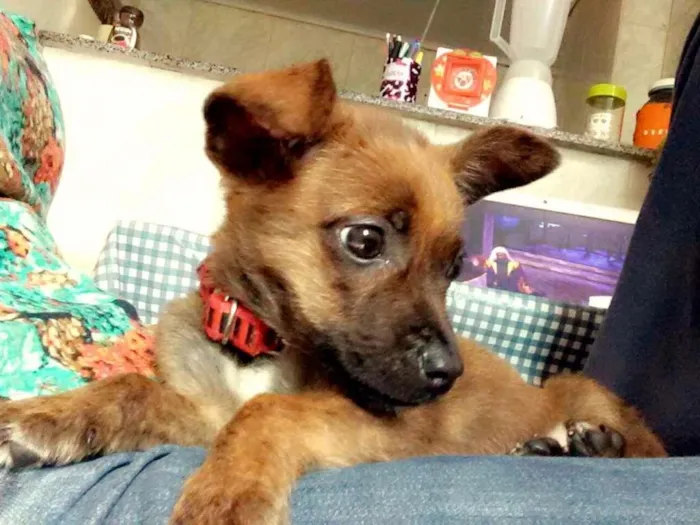 Cachorro ra a  idade 2 a 6 meses nome Não tem nome