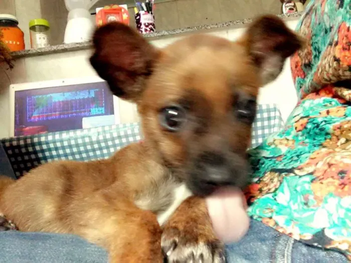 Cachorro ra a  idade 2 a 6 meses nome Não tem nome