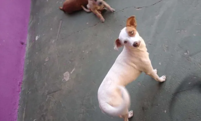 Cachorro ra a SRD idade 7 a 11 meses nome Poly