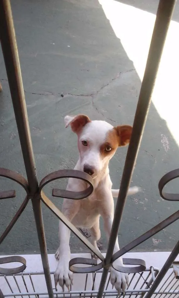 Cachorro ra a SRD idade 7 a 11 meses nome Poly