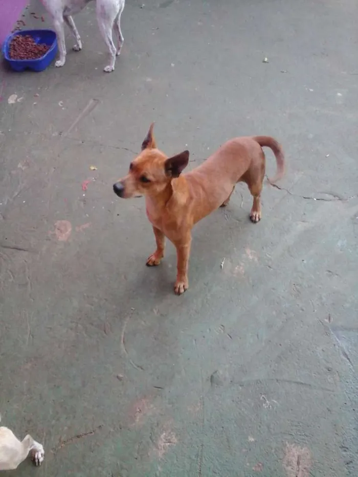 Cachorro ra a SRD idade 1 ano nome Bob