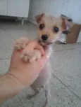 KiKa