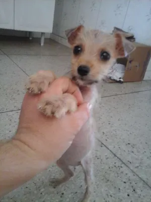 Cachorro raça SRD idade 2 a 6 meses nome KiKa