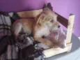 KiKa