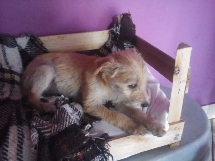 Cachorro ra a SRD idade 2 a 6 meses nome KiKa