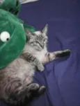 Mouschi 