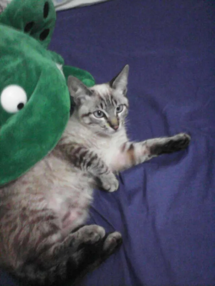 Gato ra a Siamés  idade 7 a 11 meses nome Mouschi 