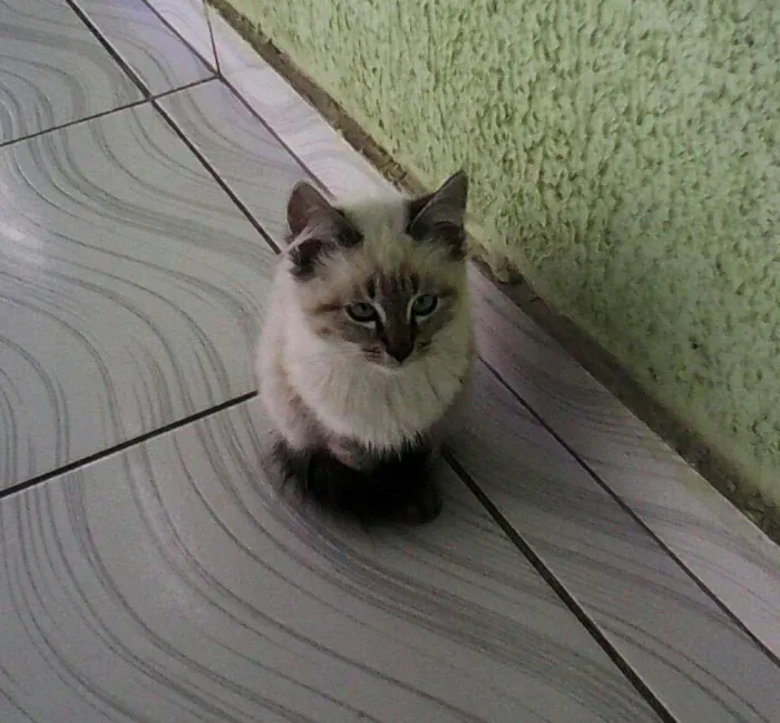 Gato ra a Siamés  idade 2 a 6 meses nome Chanel 
