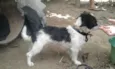 dog e tampinha