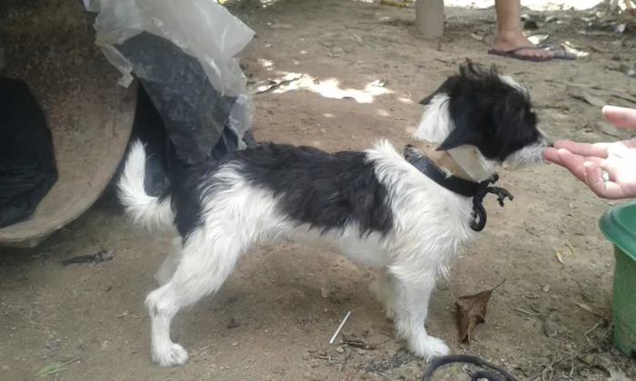 Cachorro raça nao sei idade  nome dog e tampinha