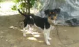 dog e tampinha