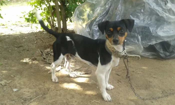Cachorro raça nao sei idade  nome dog e tampinha