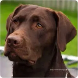 Cachorro raça vira-lata idade 7 a 11 meses nome bruno