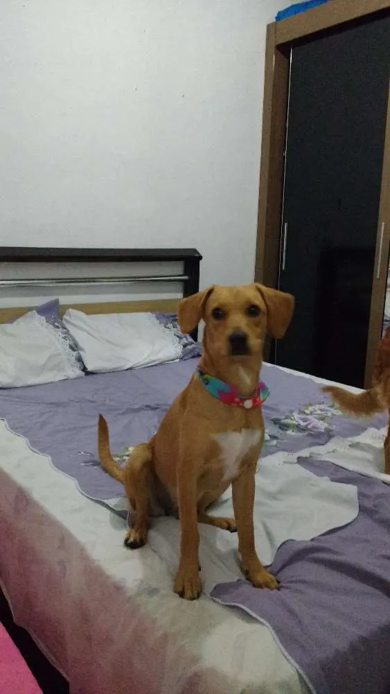 Cachorro ra a srd idade 7 a 11 meses nome nina