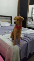 CACAU
