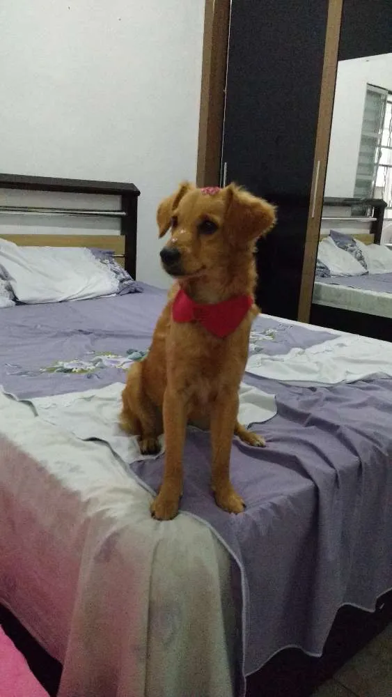 Cachorro ra a SRD idade 7 a 11 meses nome CACAU