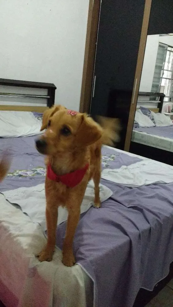 Cachorro ra a SRD idade 7 a 11 meses nome CACAU