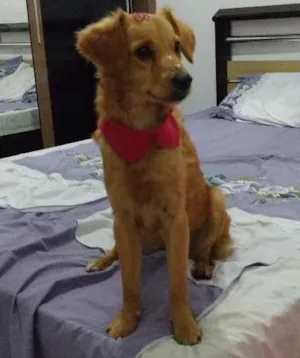 Cachorro raça SRD idade 7 a 11 meses nome CACAU