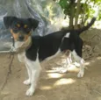 dog e tampinha