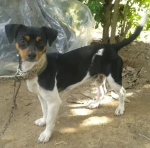 Cachorro raça nao sei idade  nome dog e tampinha