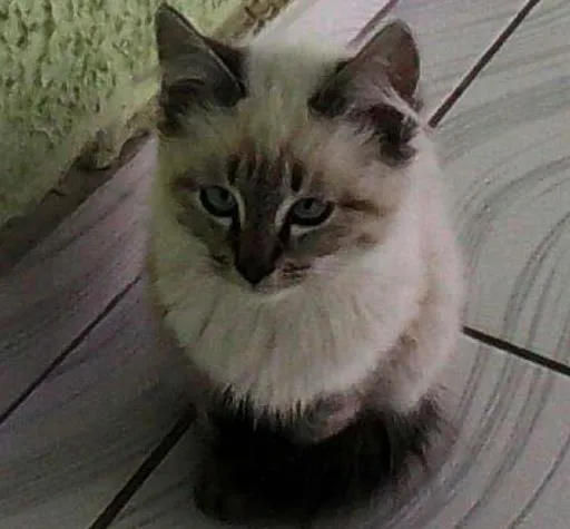 Gato ra a Siamés  idade 2 a 6 meses nome Chanel 