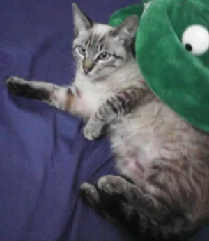 Gato raça Siamés  idade 7 a 11 meses nome Mouschi 