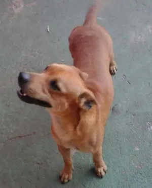 Cachorro raça SRD idade 1 ano nome Bob