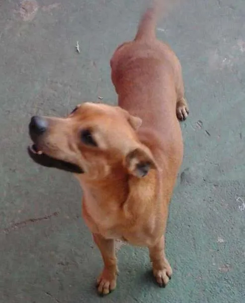 Cachorro ra a SRD idade 1 ano nome Bob
