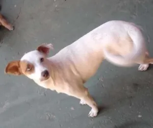 Cachorro raça SRD idade 7 a 11 meses nome Poly
