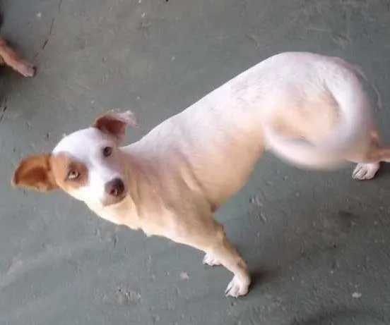 Cachorro ra a SRD idade 7 a 11 meses nome Poly