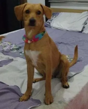 Cachorro raça srd idade 7 a 11 meses nome nina