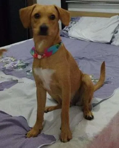 Cachorro ra a srd idade 7 a 11 meses nome nina