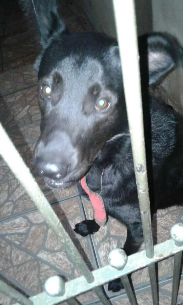 Cachorro ra a Labrador misturado Pastor Alemão idade 2 anos nome Zeus 