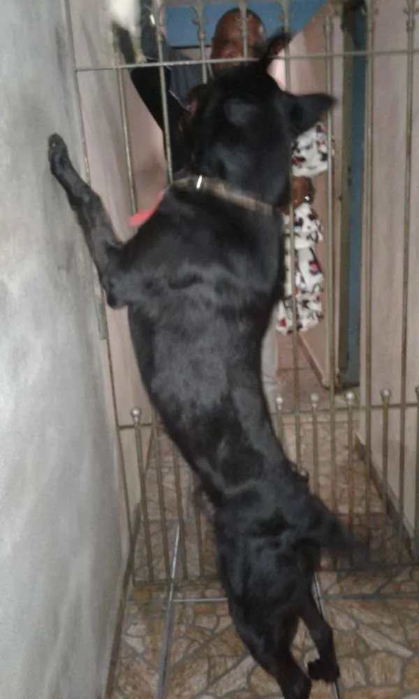 Cachorro ra a Labrador misturado Pastor Alemão idade 2 anos nome Zeus 