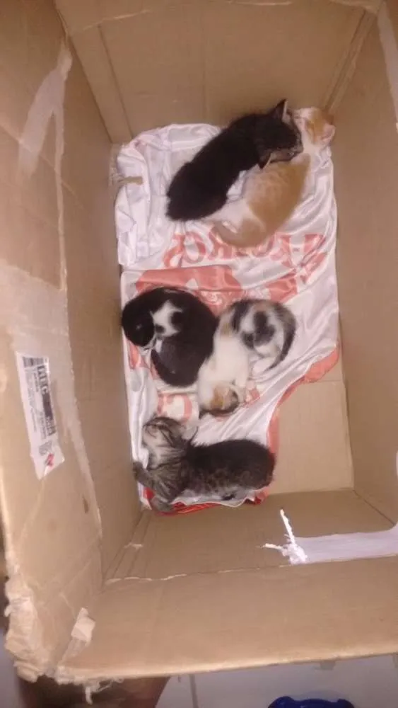Gato ra a RND idade Abaixo de 2 meses nome Gatinhos