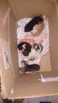 Gatinhos