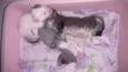 Gatinhos
