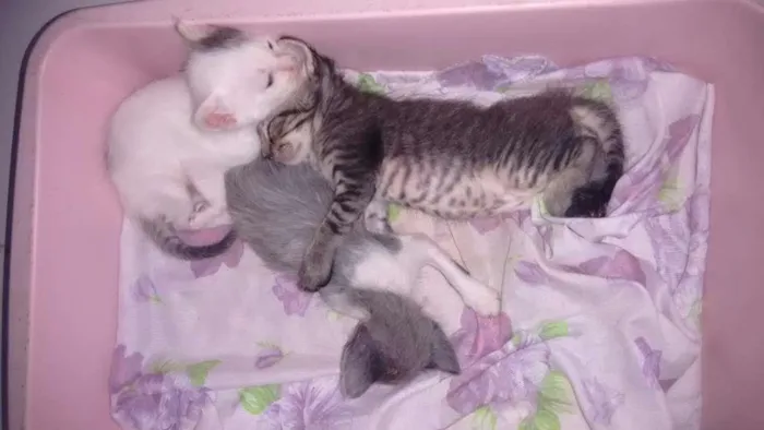 Gato ra a RND idade Abaixo de 2 meses nome Gatinhos