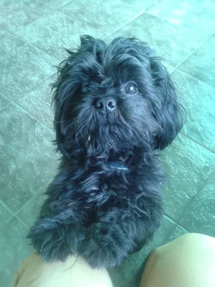 Cachorro ra a Shih tzu idade 1 ano nome Breed